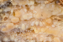 Radulomyces confluens