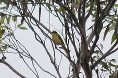 Lichenostomus cratitius