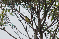 Lichenostomus cratitius
