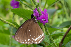 Euploea klugii