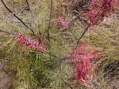 Grevillea dryandri