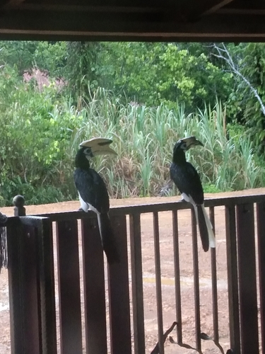 Oriental Pied Hornbill