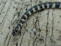 Trimerodytes balteatus