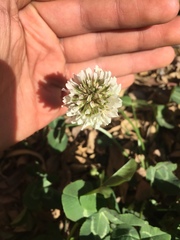 Trifolium repens