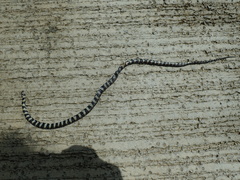 Trimerodytes balteatus