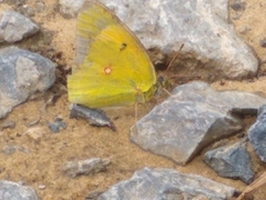 Colias croceus
