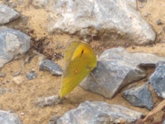Colias croceus