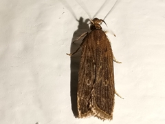 Helcystogramma triannulella