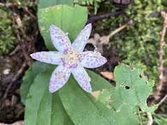Tricyrtis affinis