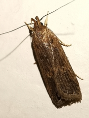Helcystogramma triannulella
