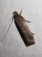 Helcystogramma triannulella