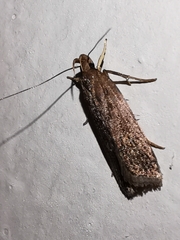 Helcystogramma triannulella