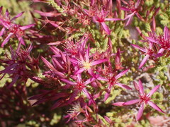 Calytrix exstipulata