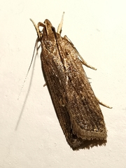Helcystogramma triannulella