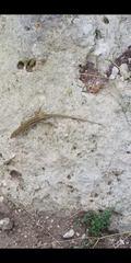 Podarcis siculus