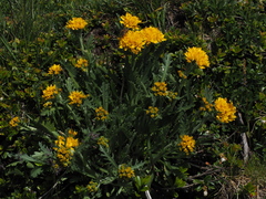 Jacobaea carniolica