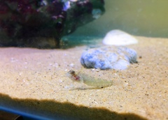 Enneapterygius atrogulare