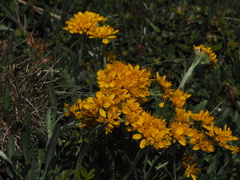 Jacobaea carniolica