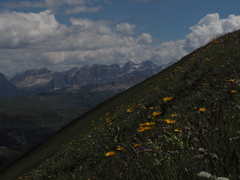 Doronicum clusii