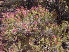 Calytrix exstipulata