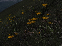 Doronicum clusii