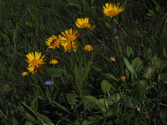 Doronicum clusii