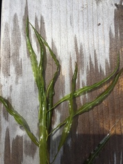 Potamogeton wrightii