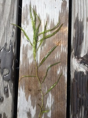 Potamogeton wrightii