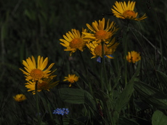 Doronicum clusii