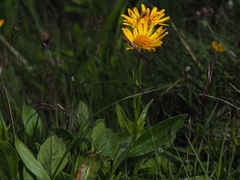 Doronicum clusii