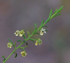 Pigea floribunda