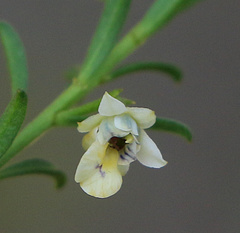 Pigea floribunda