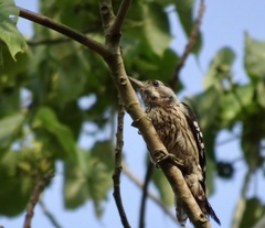Grey-Capped Pygmy Woodpecker photo 5
