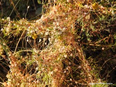 Cuscuta epithymum