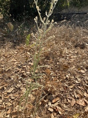 Pseudognaphalium thermale