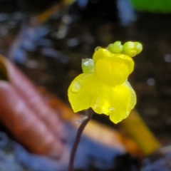 Utricularia geminiscapa
