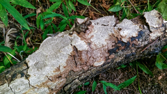 Dentocorticium portoricense