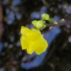 Utricularia geminiscapa