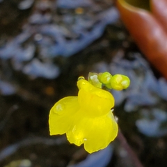 Utricularia geminiscapa