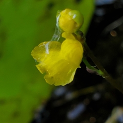 Utricularia geminiscapa