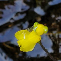 Utricularia geminiscapa