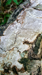 Dentocorticium portoricense