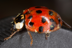 Hesperomyces virescens