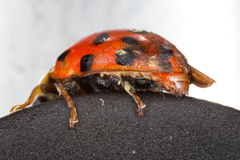 Hesperomyces virescens