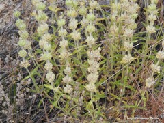 Sideritis hirsuta