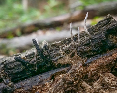 Xylaria longiana
