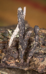 Xylaria longiana