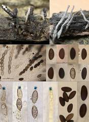Xylaria longiana