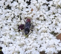 Chlorophorus ruficornis