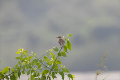 Passeriformes